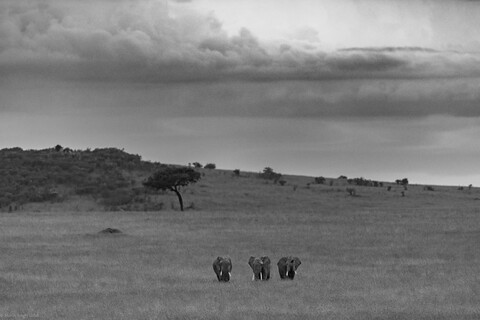 Masai Mara, Kenya, May 2025