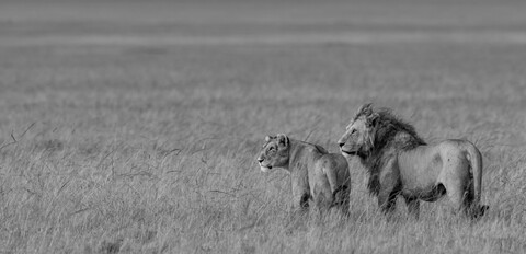 Masai Mara, Kenya, May 2025