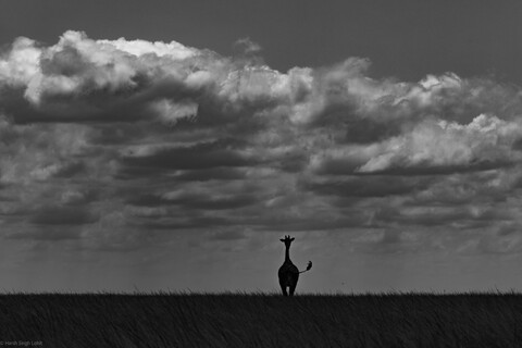 Masai Mara, Kenya, May 2025