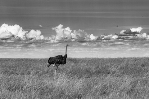 Masai Mara, Kenya, May 2025