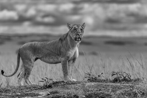 Masai Mara, Kenya, May 2025