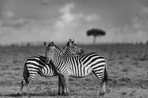 Masai Mara, Kenya, May 2025