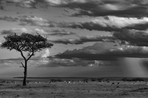 Masai Mara, Kenya, May 2025