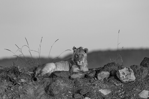 Masai Mara, Kenya, May 2025