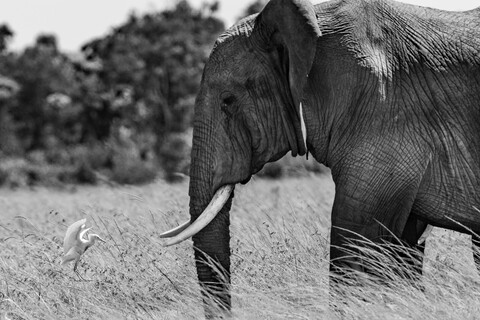 Masai Mara, Kenya, May 2025