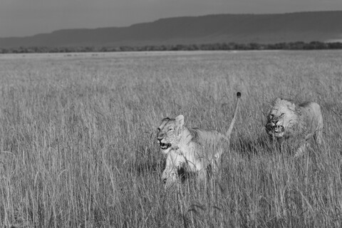 Masai Mara, Kenya, May 2025
