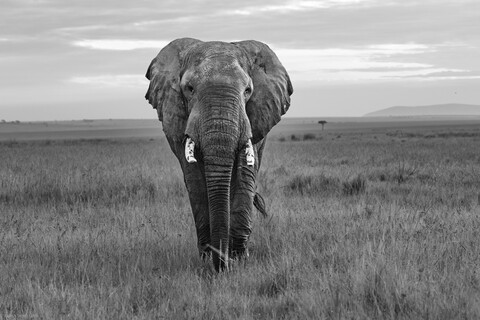 Masai Mara, Kenya, May 2025