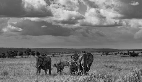Masai Mara, Kenya, May 2025