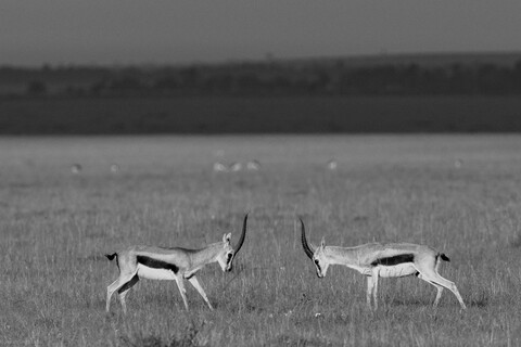 Masai Mara, Kenya, May 2025