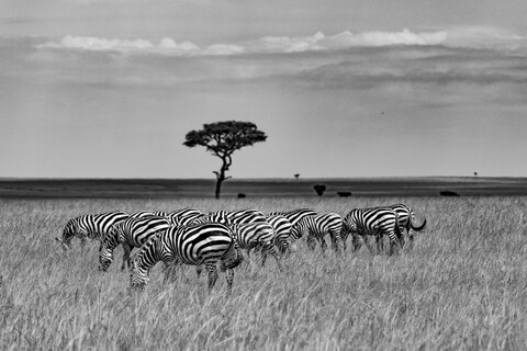 Masai Mara, Kenya, May 2025