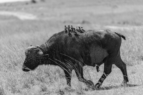 Masai Mara, Kenya, May 2025