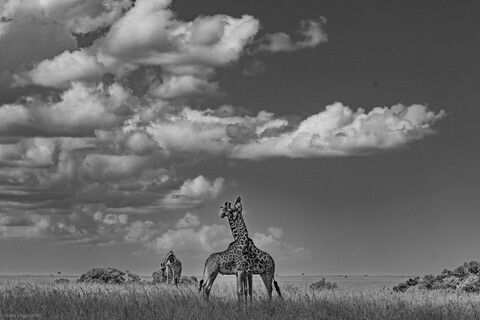 Masai Mara, Kenya, May 2025