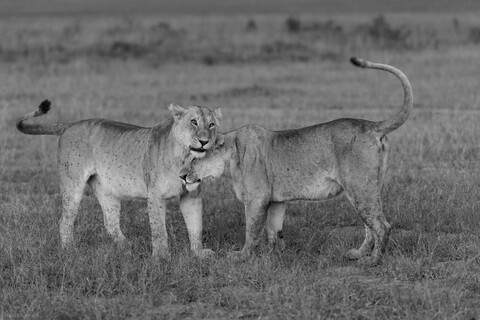Masai Mara, Kenya, May 2025