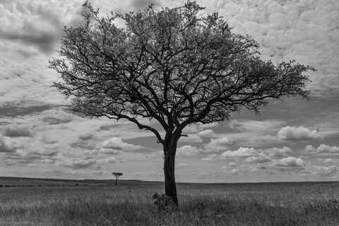 Masai Mara, Kenya, May 2025