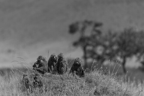 Masai Mara, Kenya, May 2025