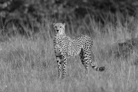 Masai Mara, Kenya, May 2025