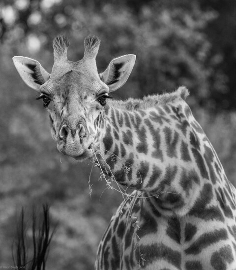 Masai Mara, Kenya, May 2025