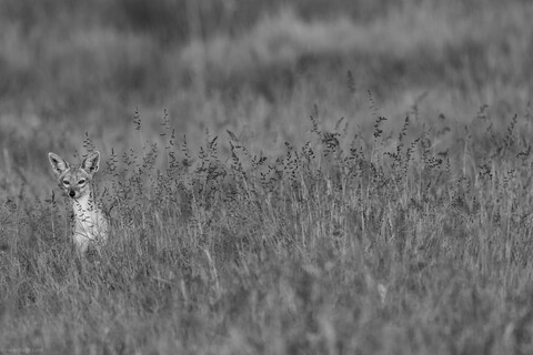 Masai Mara, Kenya, May 2025