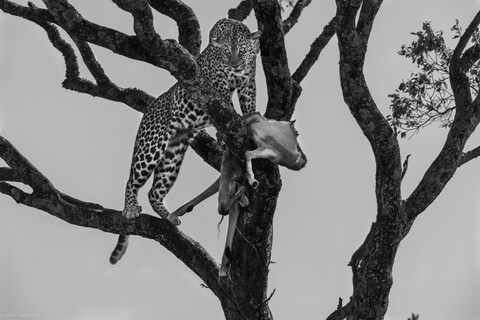 Masai Mara, Kenya, May 2025