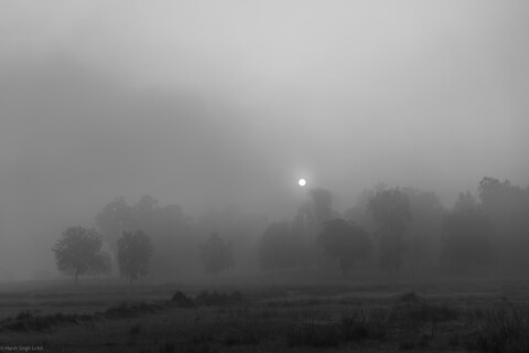 Kanha, Madhya Pradesh, December 2025