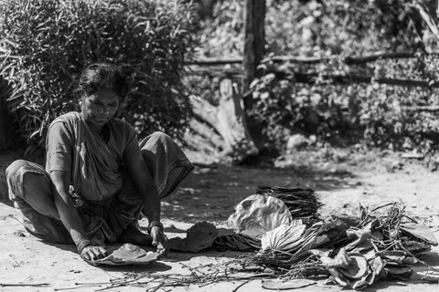 Kanha, Madhya Pradesh, December 2025