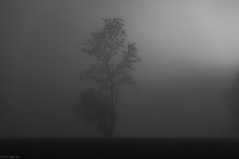 Kanha, Madhya Pradesh, December 2025