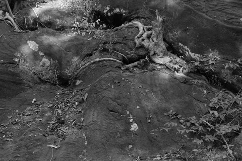 Kanha, Madhya Pradesh, December 2025