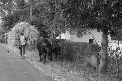 Kanha, Madhya Pradesh, December 2025