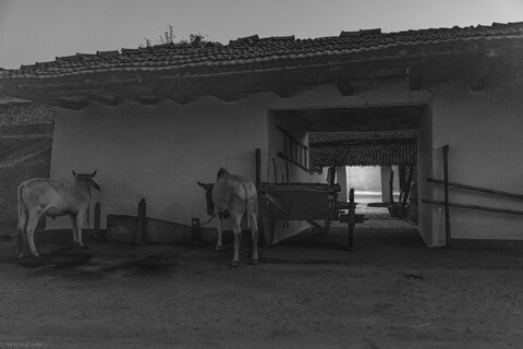 Kanha, Madhya Pradesh, December 2025