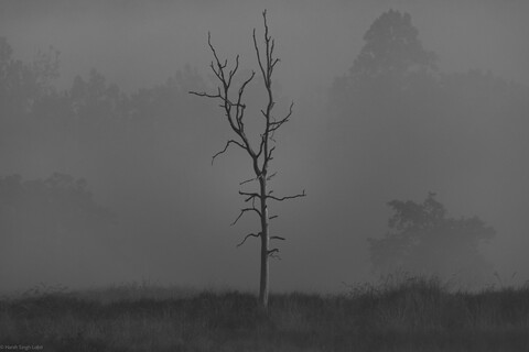 Kanha, Madhya Pradesh, December 2025