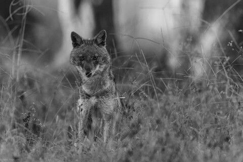 Kanha, Madhya Pradesh, December 2025