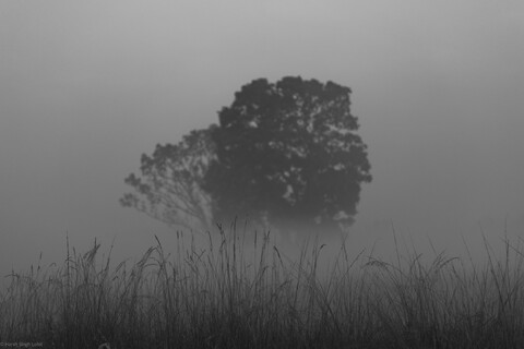 Kanha, Madhya Pradesh, December 2025