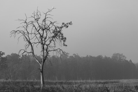 Kanha, Madhya Pradesh, December 2025