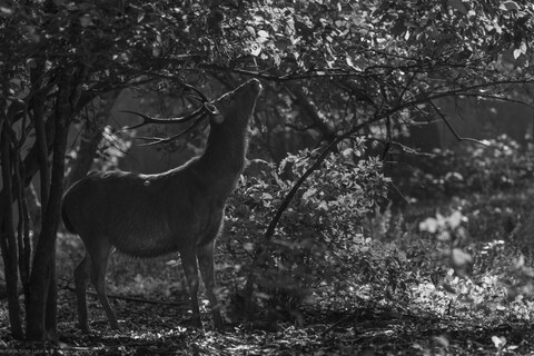 Kanha, Madhya Pradesh, December 2025