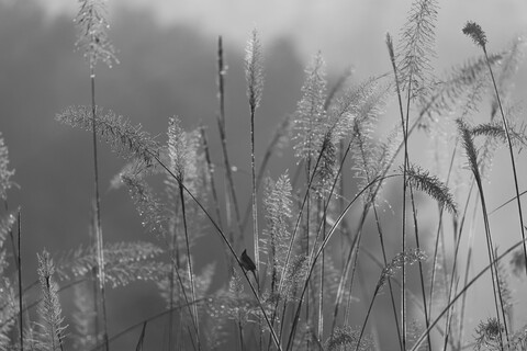 Kanha, Madhya Pradesh, December 2025