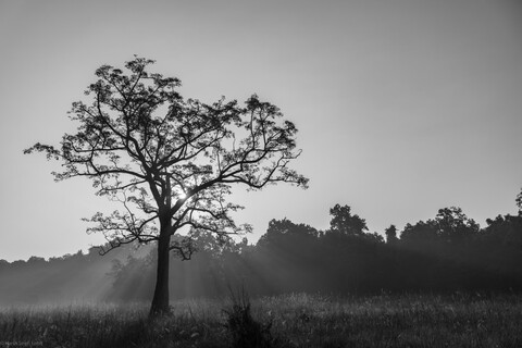Kanha, Madhya Pradesh, December 2025