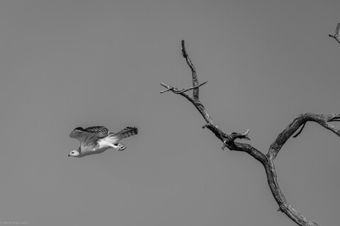 Kanha, Madhya Pradesh, December 2025