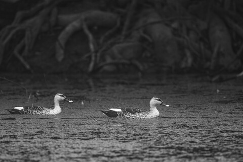 Bharatpur, Rajasthan. January 2025