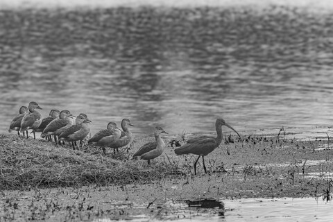 Bharatpur, Rajasthan. January 2025