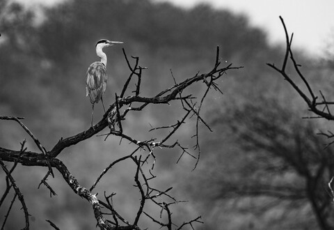 Bharatpur, Rajasthan. January 2025