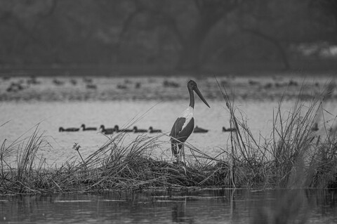 Bharatpur, Rajasthan. January 2025