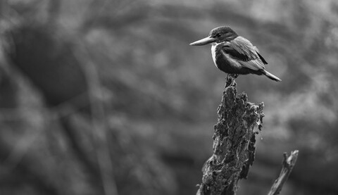 Bharatpur, Rajasthan. January 2025