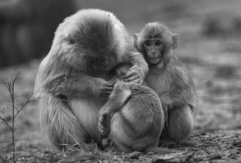 Bharatpur, Rajasthan. January 2025