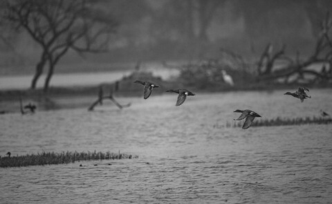 Bharatpur, Rajasthan. January 2025