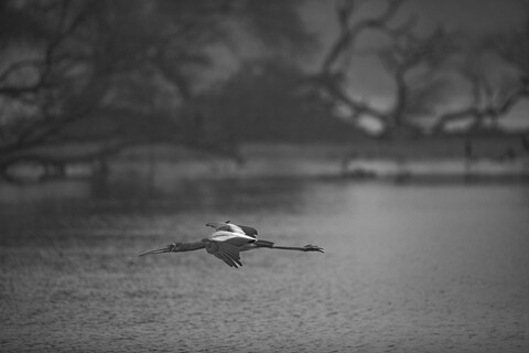 Bharatpur, Rajasthan. January 2025