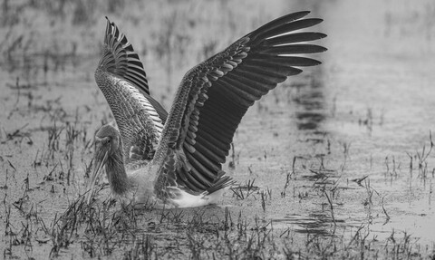 Bharatpur, Rajasthan. January 2025