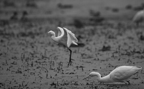 Bharatpur, Rajasthan. January 2025