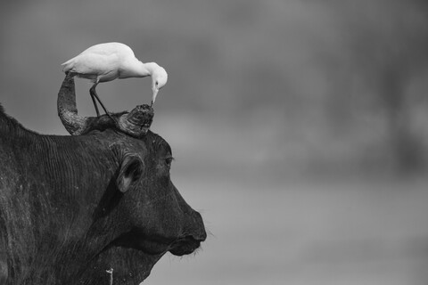 Bharatpur, Rajasthan. January 2025