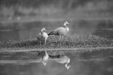 Bharatpur, Rajasthan. January 2025