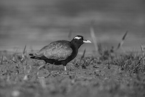 Bharatpur, Rajasthan. January 2025